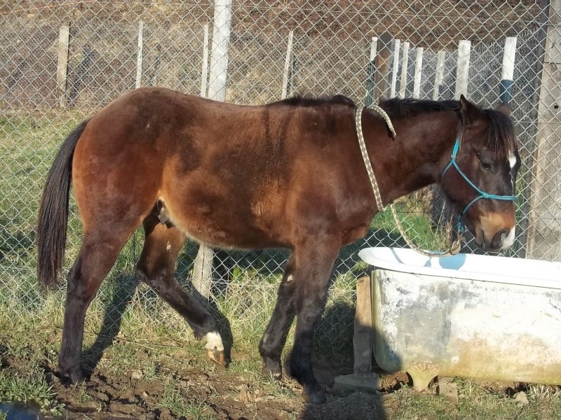 CSR QUARTER HORSE vend poulain 2012 100_5417