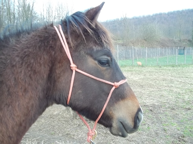 CSR QUARTER HORSE vend poulain 2012 100_5611