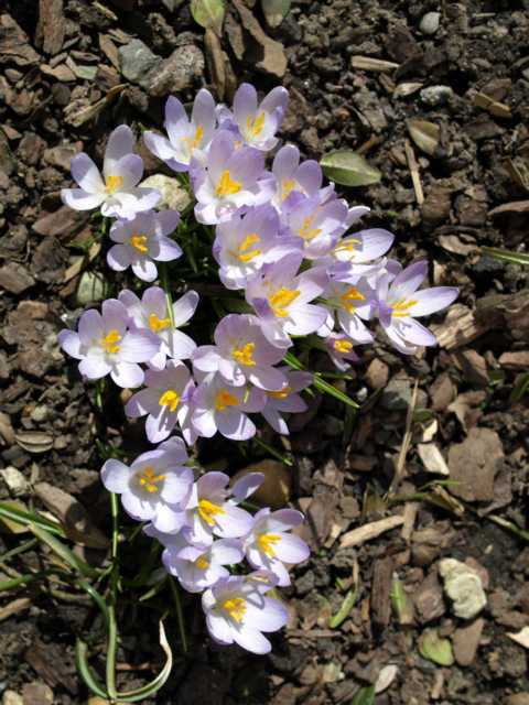 Erste Frühlingsboten im Garten und in Wald und Flur - Seite 7 01011