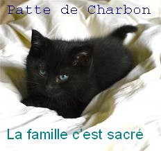 Patte de Charbon-Femelle-Saphir-Chatonne Patte_10
