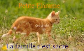Petite Flamme-mâle-chaton- Saphir Petite10