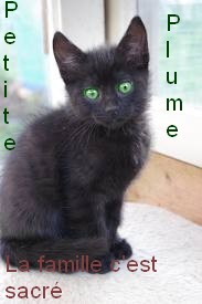 Petite Plume-Femelle-Saphir-Chatonne Petite11