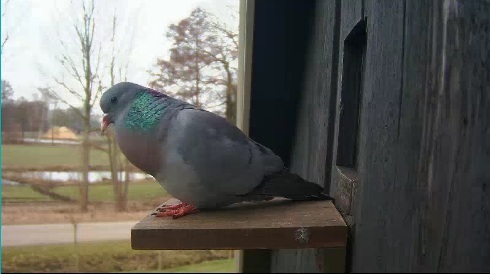 [Webcams] Beleef de Lente (2013) Pigeon10