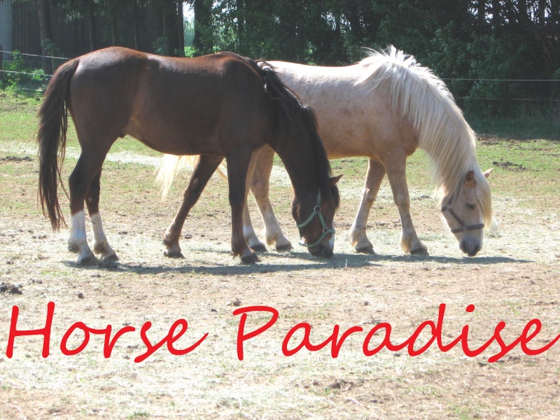 Horse-Paradise  (Anfrage) Horse_16