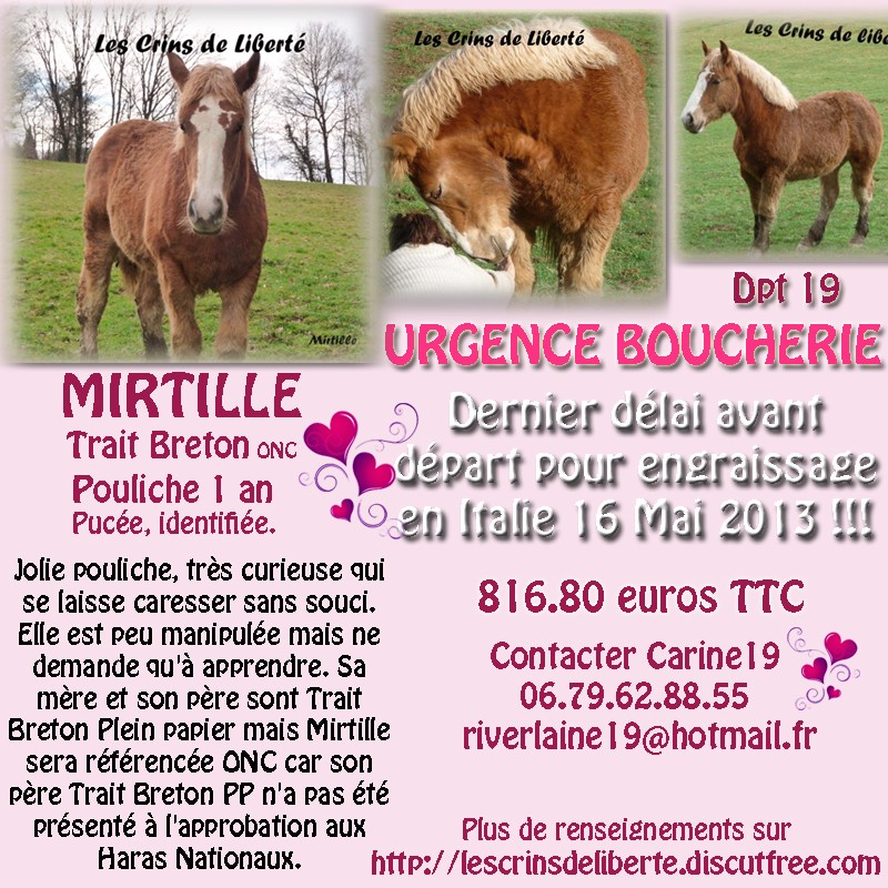 (Dept19) MIRTILLE, Trait Breton, 1 an, réservée par Britta en Allemagne (Mai 2013) Mirtil10