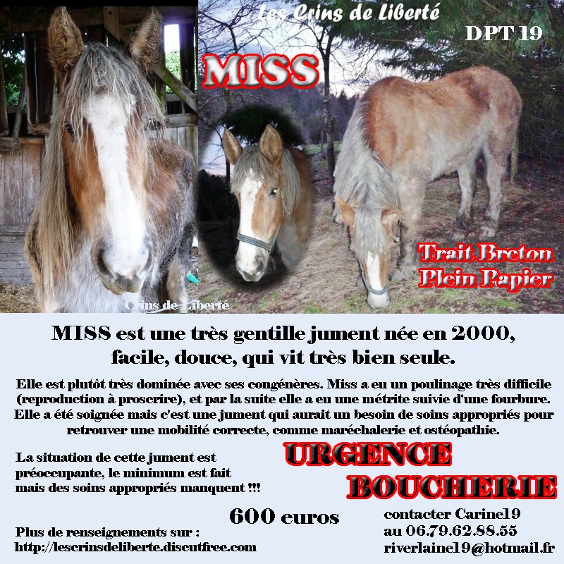 (Dept19) MISS & MELODY DE LIBERTE, Trait Breton PP, réservée par Jasmine!!! (Mars 2013) Miss10
