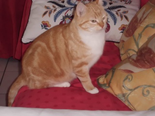 Altesse, chatonne tigrée à poils longs, née en juillet 2012 Cimg0011
