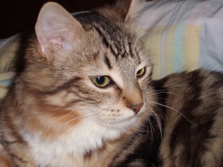 Altesse, chatonne tigrée à poils longs, née en juillet 2012 Cimg0016