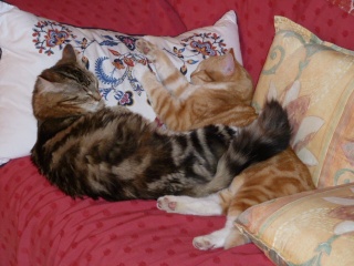 Altesse, chatonne tigrée à poils longs, née en juillet 2012 P1010320