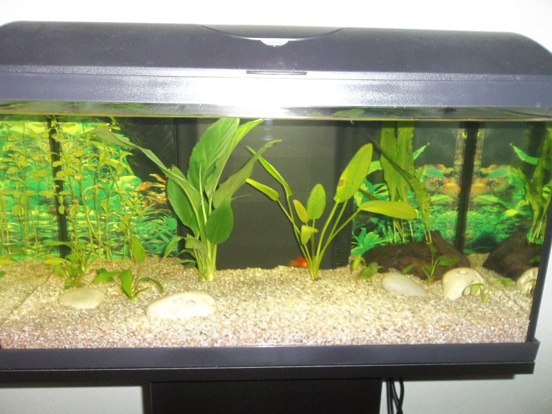 Quel poissons pour mon aquarium de 54 litres ? - Page 2 100_2719