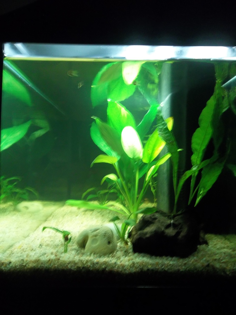 Quel poissons pour mon aquarium de 54 litres ? - Page 2 100_2725