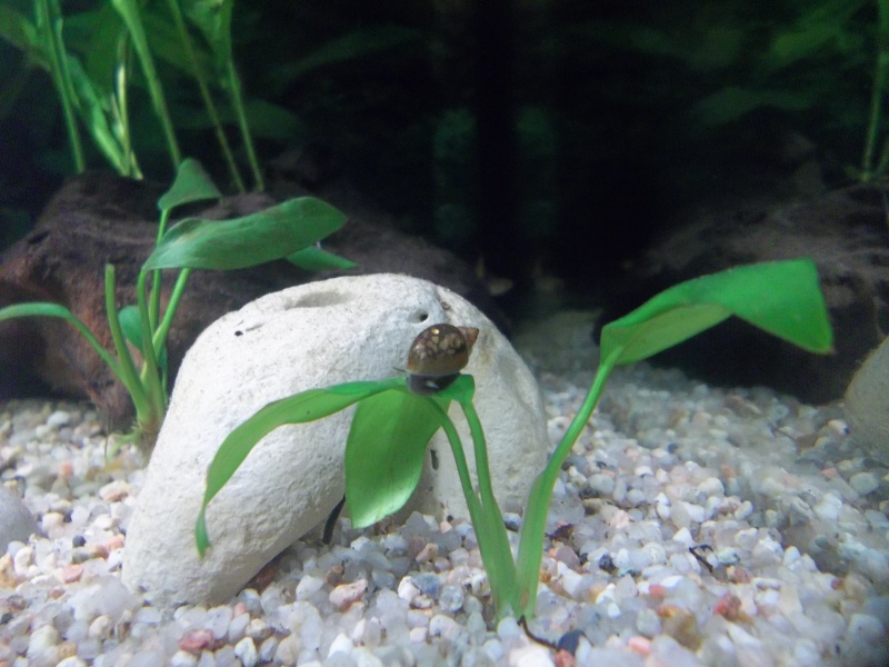 Quel poissons pour mon aquarium de 54 litres ? - Page 2 100_2732