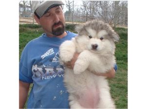 Malamute Geant