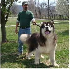 Malamute Geant Malamute Geant
