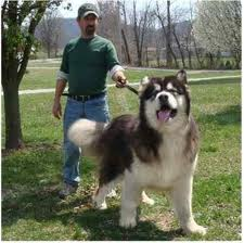 Malamute géant. Sans-t12