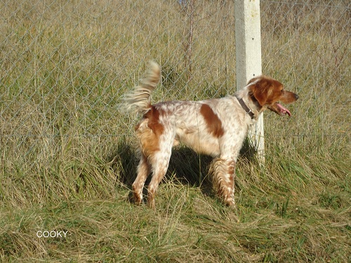 COOKIE - epagneul breton 8 ans  (5 ans de refuge)- Spa d'Evreux (27) Cookie18