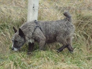 EDGAR Croisé terrier  8 ans SPAE 27000 EVREUX Dsc01910