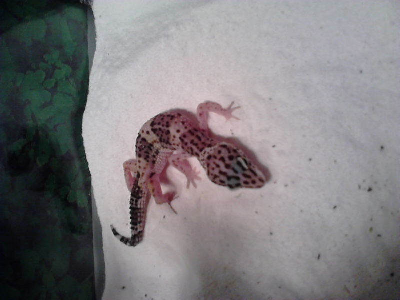mes geckos Dsc_1819