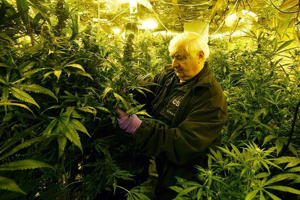 Man denies growing cannabis in former pub in West Cornforth Cann10