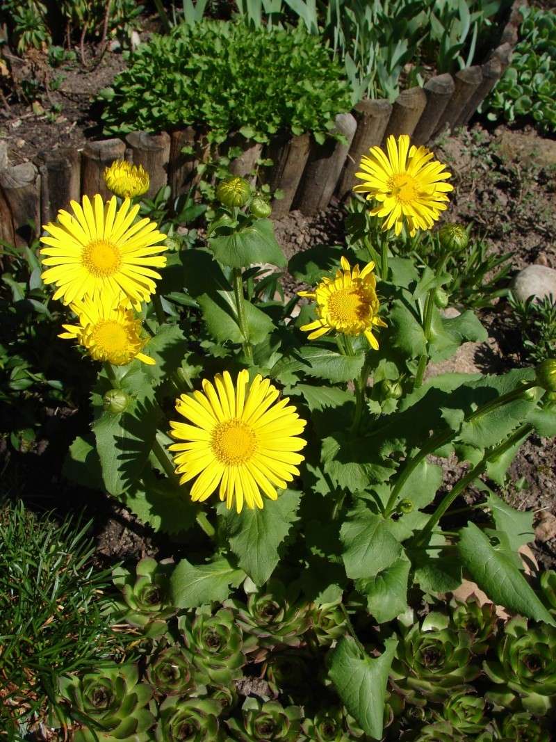 Portrait du mois d'avril : Doronicum caucasium 'Little Leo' 06510