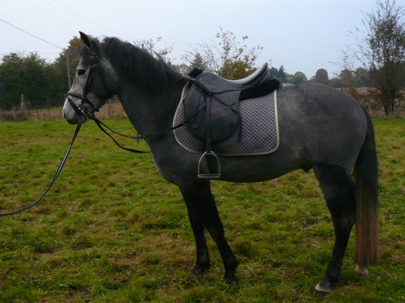 Poney new forest de 4 ans cce/cso Camero12