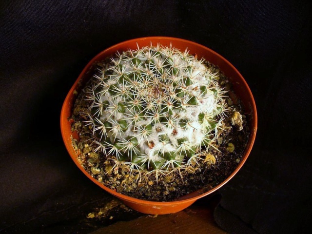 Mammillaria heyderi? New_un23