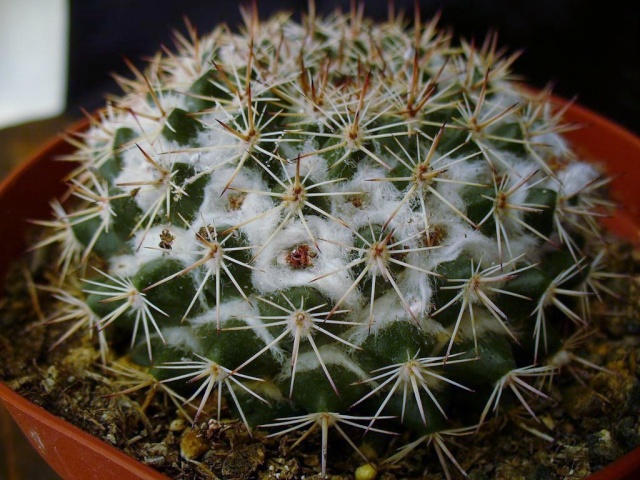 Mammillaria heyderi? New_un24