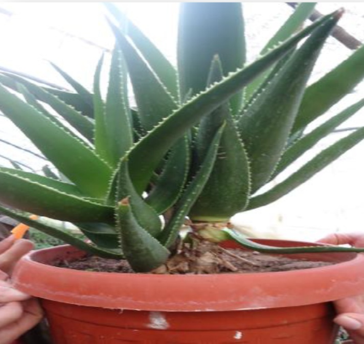 Help pour l'identification Aloe_l10