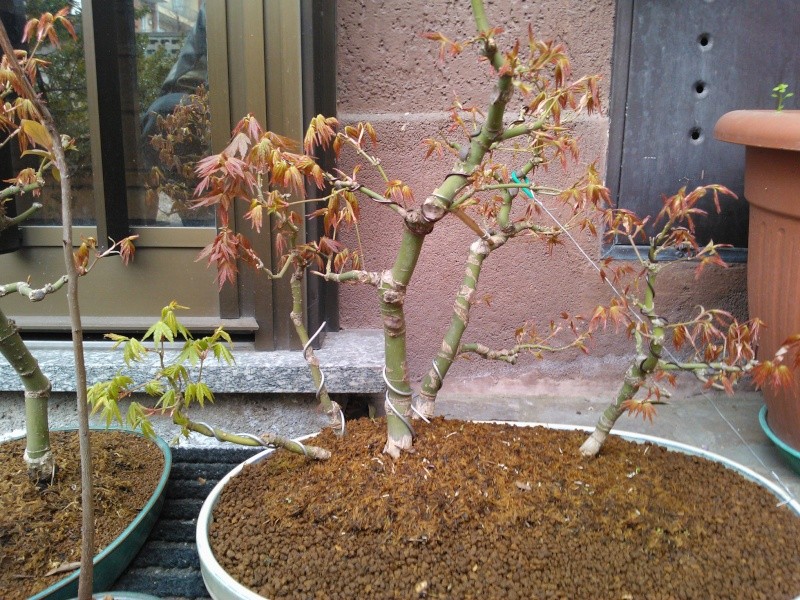 boschetto di acer palmatum  Bosco-12