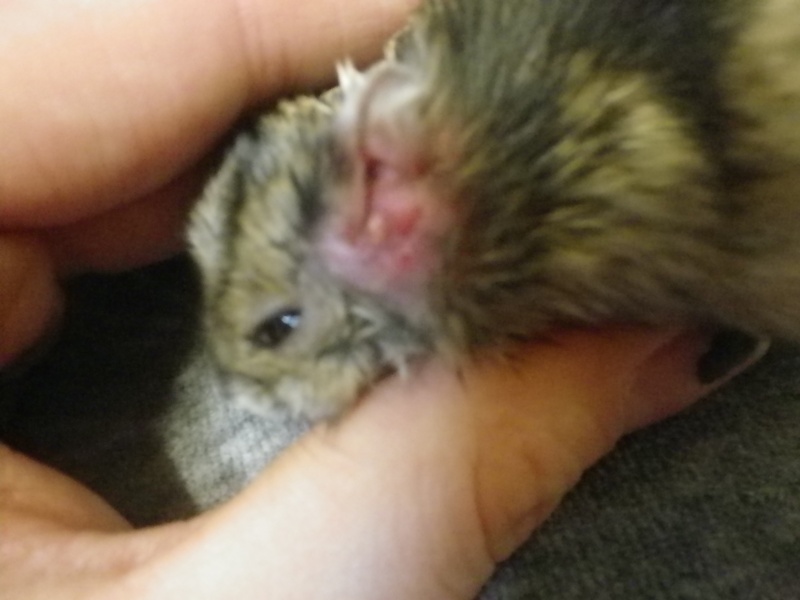 Hamster Russe : lymphe (ou pu) qui sort de l'oreille + abajoue gonflée [BESOIN D AIDE] Imgp2410