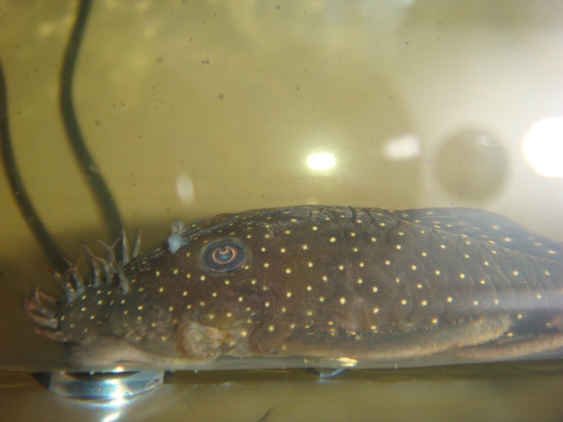 my new sp1 ancistrus Dsc06911