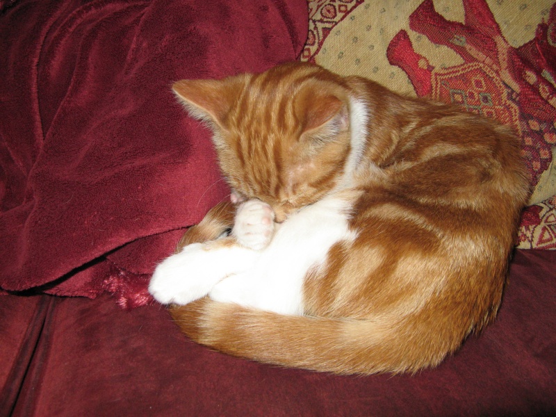 Natsu, chaton roux et blanc, né en 2013 - reservé Img_6412
