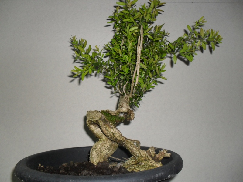 Suggestions for a boxwood Buxo1_10