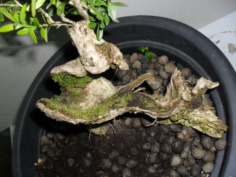 Suggestions for a boxwood Buxo1_11