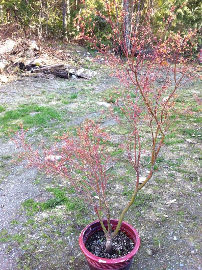 Japanese Maple From Nursery, Suggestions Please. Maple_10