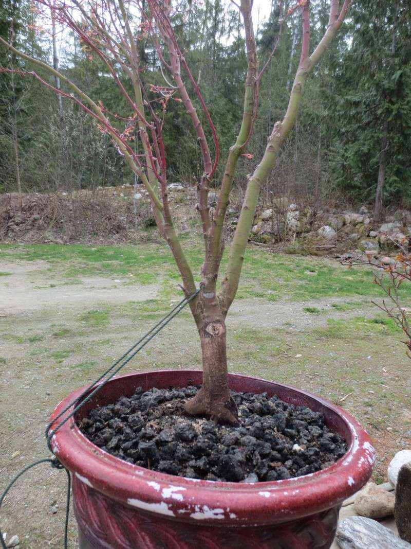 Japanese Maple From Nursery, Suggestions Please. Maple_11