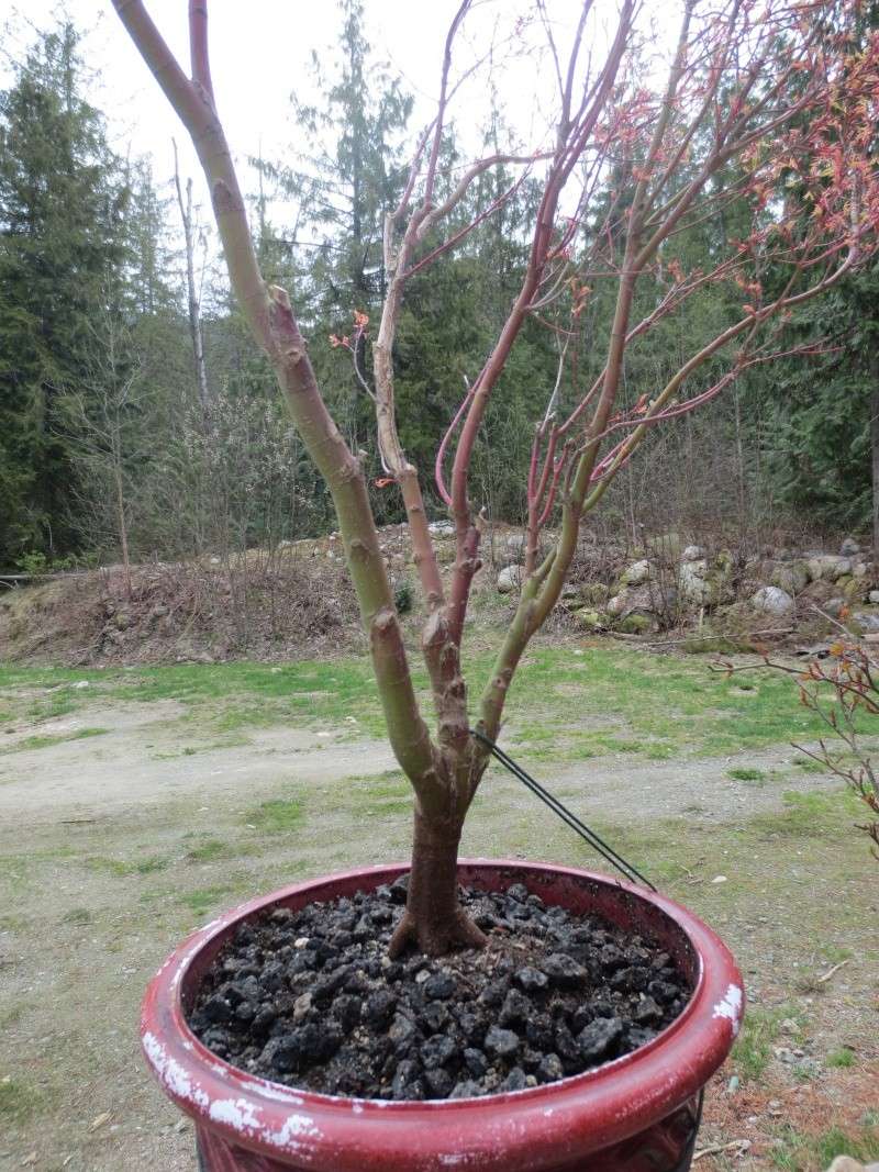 Japanese Maple From Nursery, Suggestions Please. Maple_12