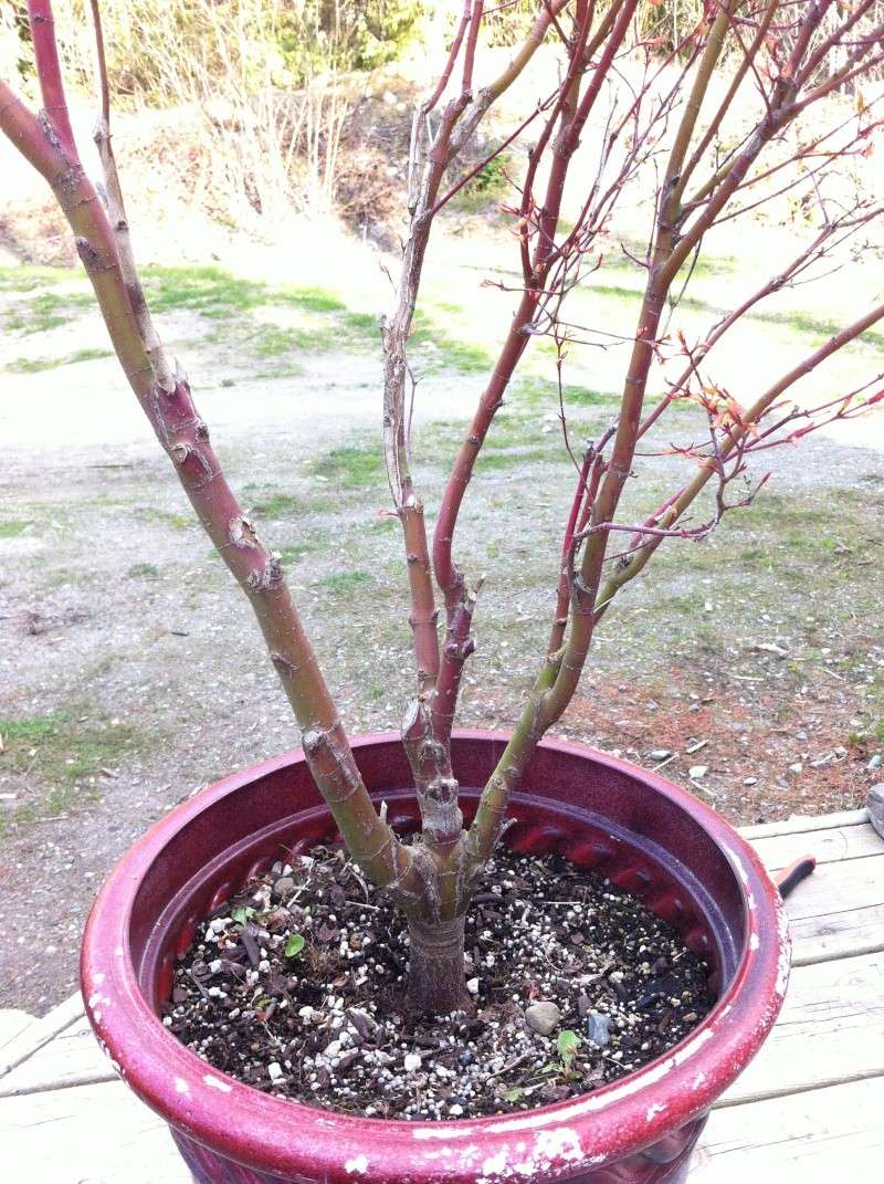 Japanese Maple From Nursery, Suggestions Please. Trunk_10