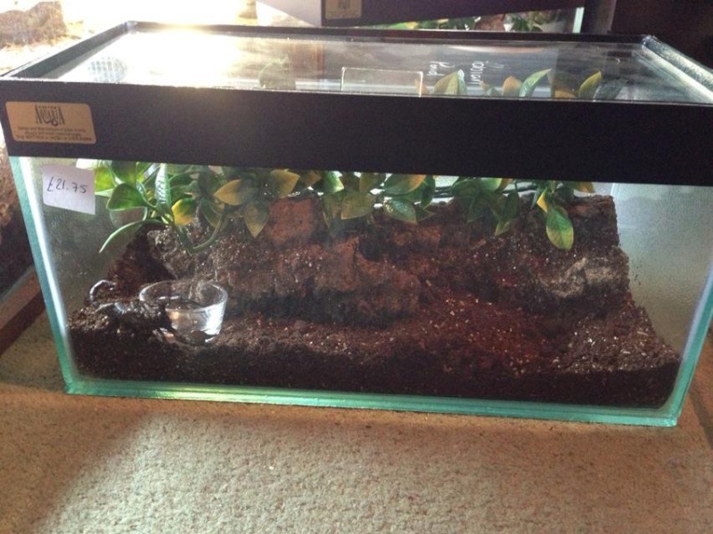 Bonnie and her viv- some advice on size and setting up please! 55149211