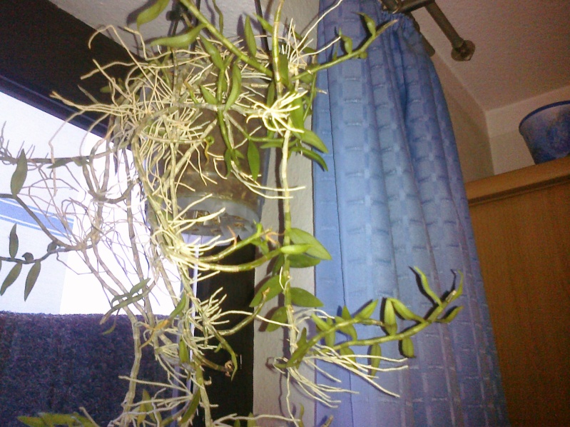 Dendrobium loddigesii Lodig_13