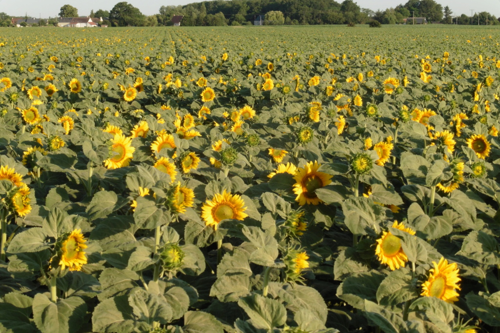 Du tournesol en place du colza dans les Plateaux de Bourgogne et du Barrois. P1060215