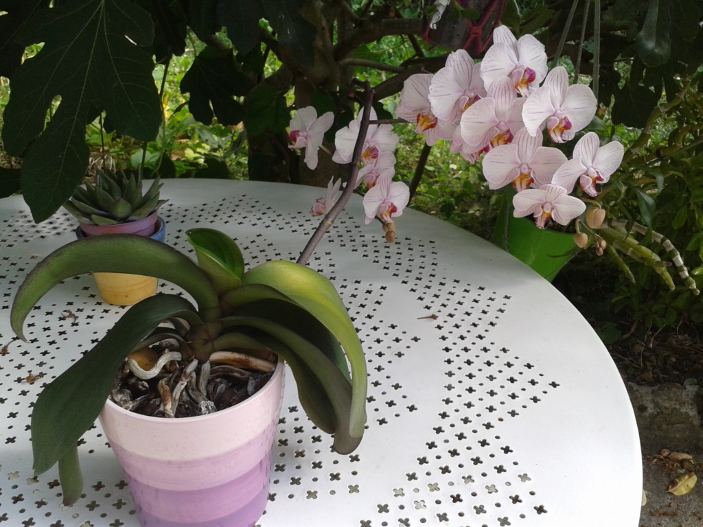 Phalaenopsis hybride plus ou moins rayé 2018-025