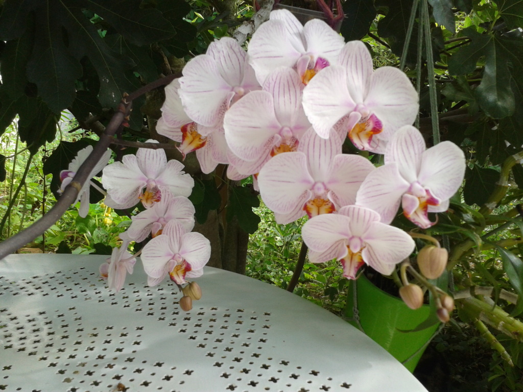 Phalaenopsis hybride plus ou moins rayé 2018-026