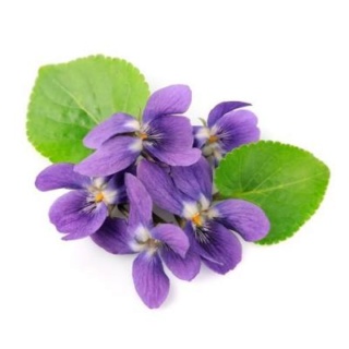 La voyance pour tout(e)s Violet10