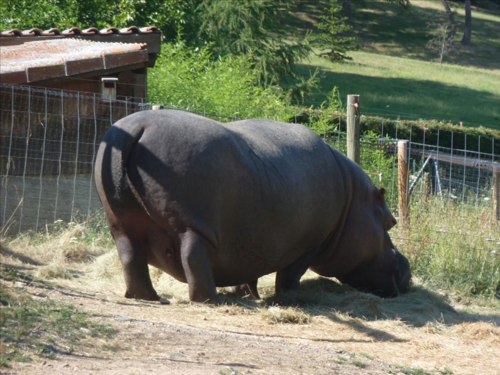 Ardes sur Couze - Le Parc Animalier d'Auvergne P1090637