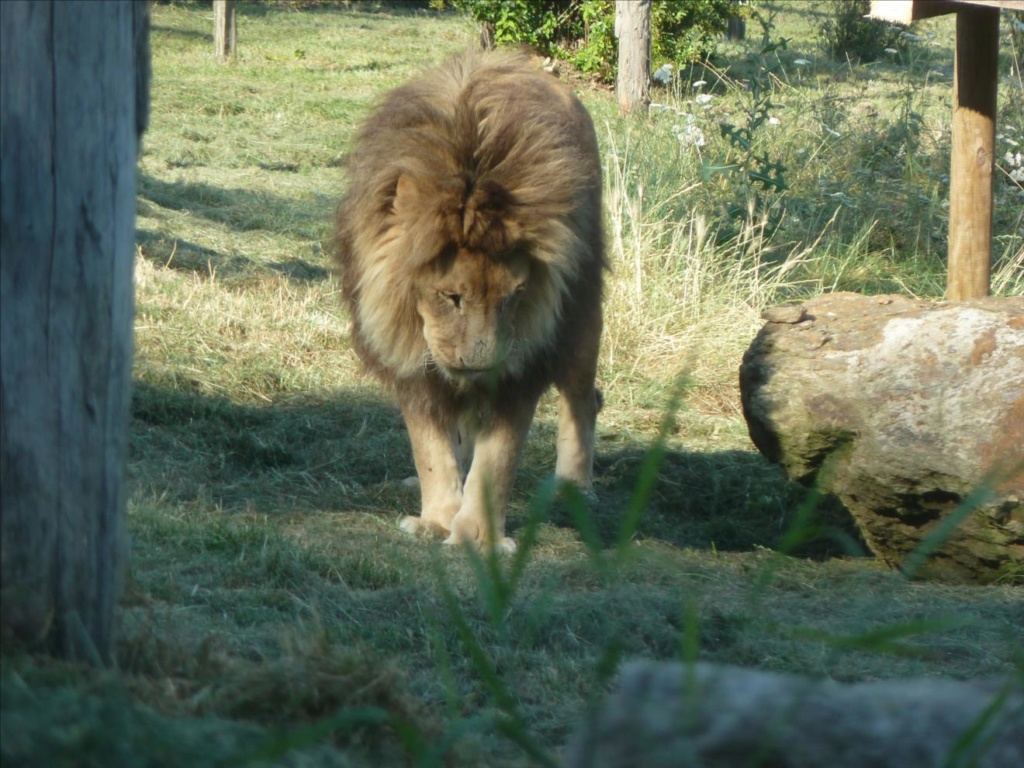 Ardes sur Couze - Le Parc Animalier d'Auvergne P1090638