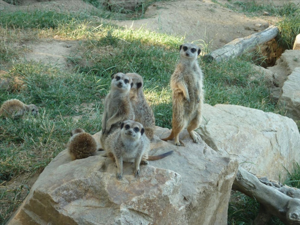 Ardes sur Couze - Le Parc Animalier d'Auvergne P1090639