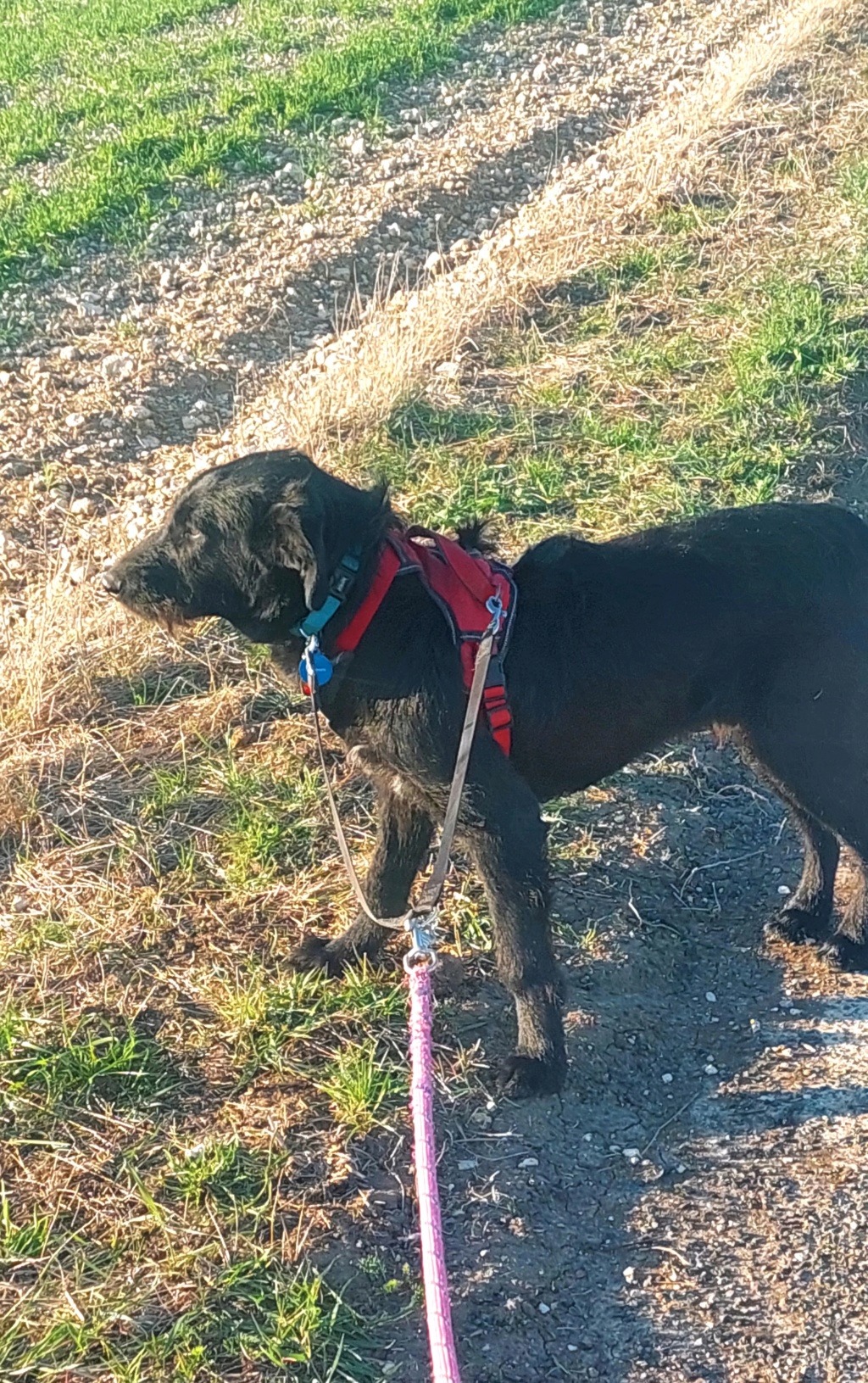 ONYX – Chiot mâle croisé taille moyenne à l’âge adulte - Né en octobre 2022 environ – Refuge de GABRIELA - Adopté par Dominique C 20230411