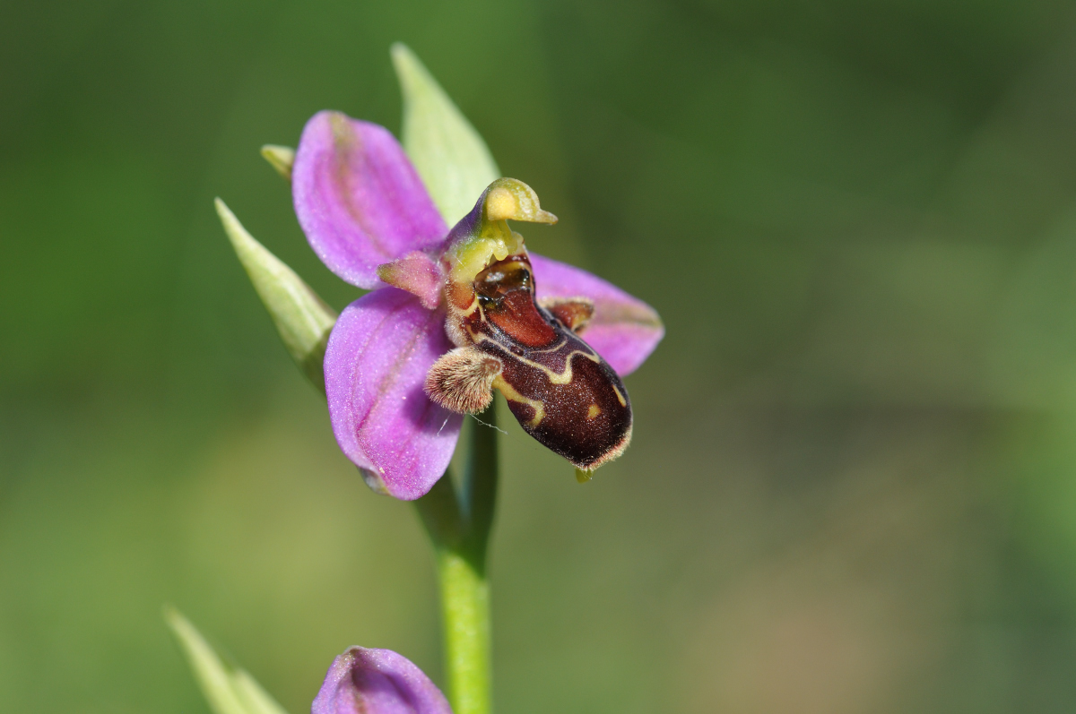 Ophrys apifera × scolopax (× minuticauda) Hyb_113