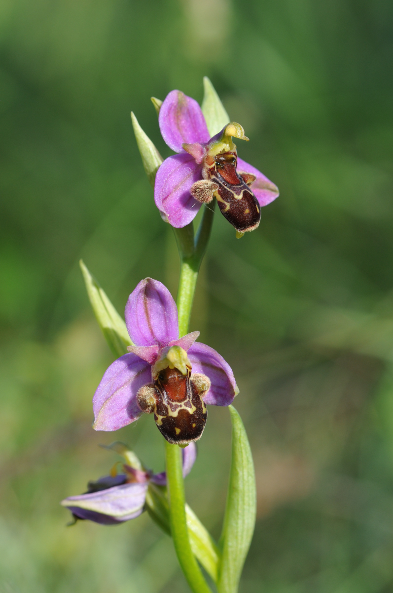 Ophrys apifera × scolopax (× minuticauda) Hyb_213